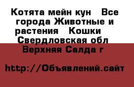 Котята мейн кун - Все города Животные и растения » Кошки   . Свердловская обл.,Верхняя Салда г.